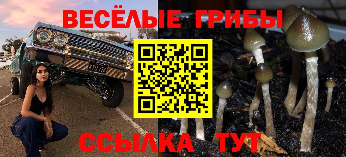 Галлюциногенные грибы Psilocybine cubensis Санкт-Петербург